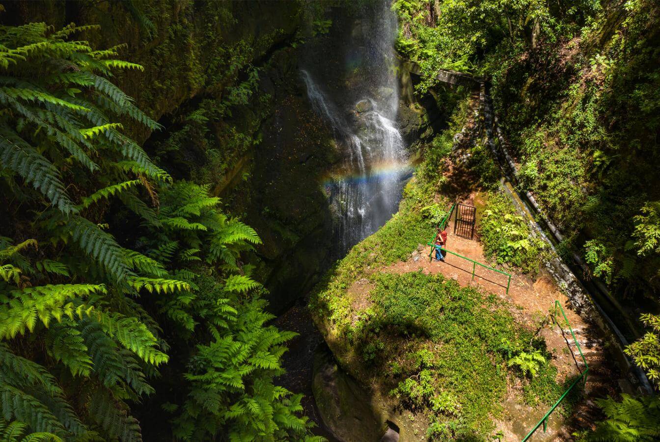 Bosque de Los Tilos, en La Palma